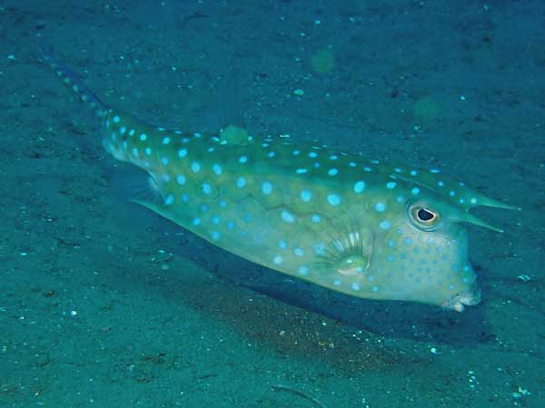 Masaplod