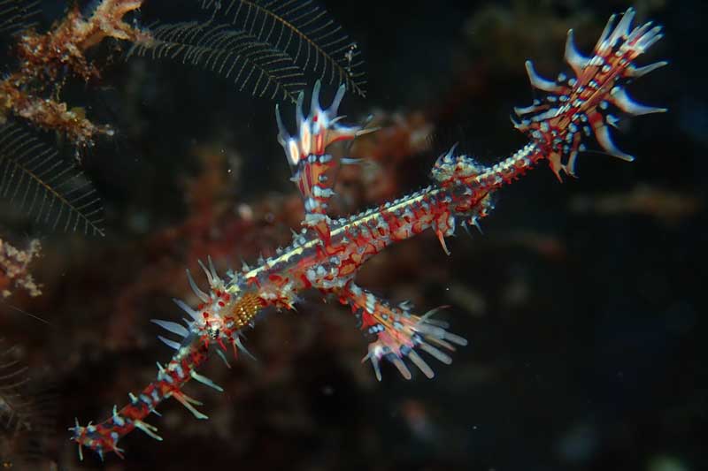 Melasti