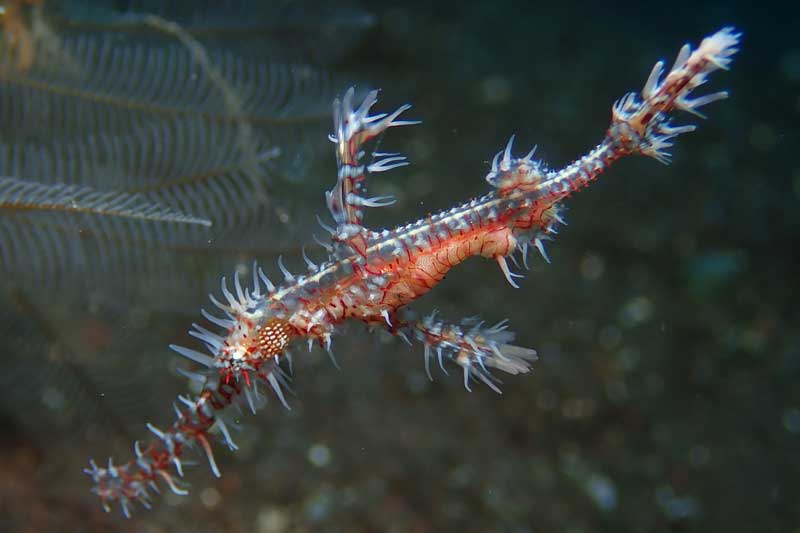 Melasti