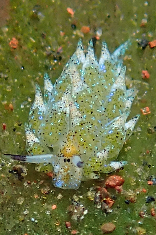 Melasti