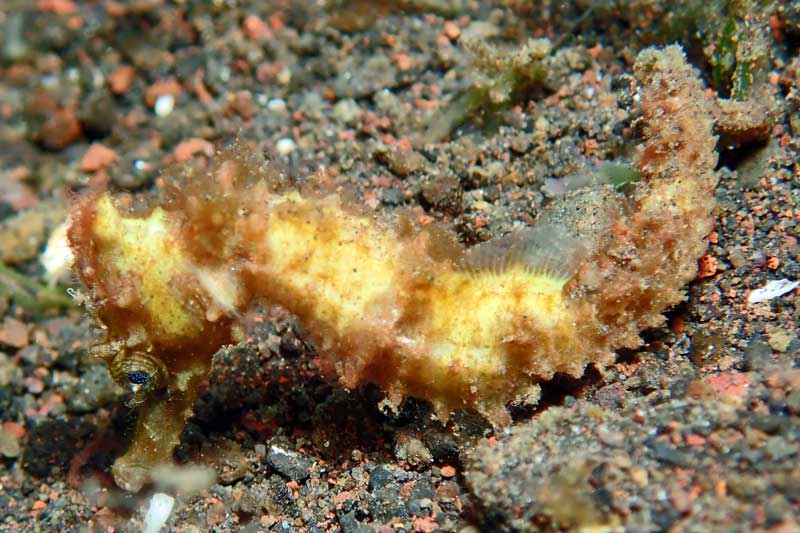 Melasti