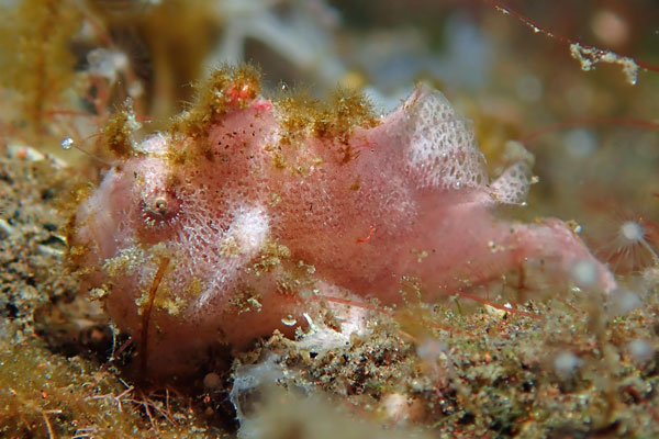 Melasti