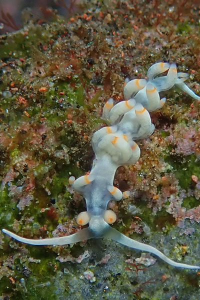 Melasti
