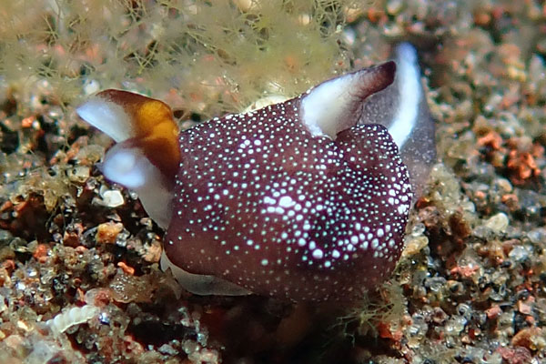 Melasti