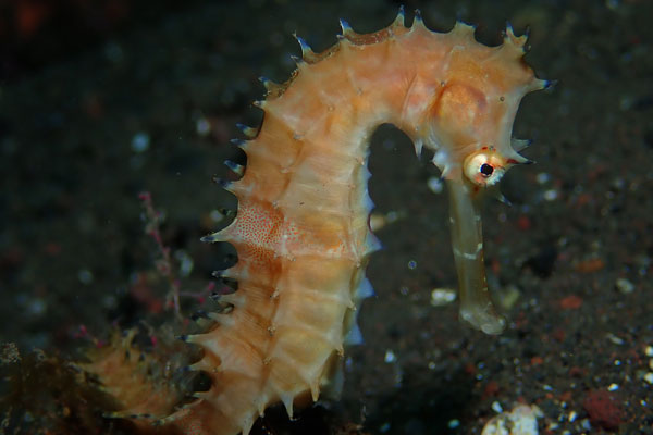 Melasti