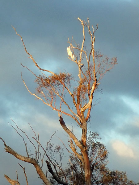 Mungo NP