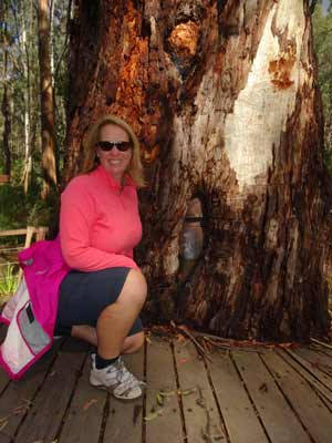 Stringybark Creek