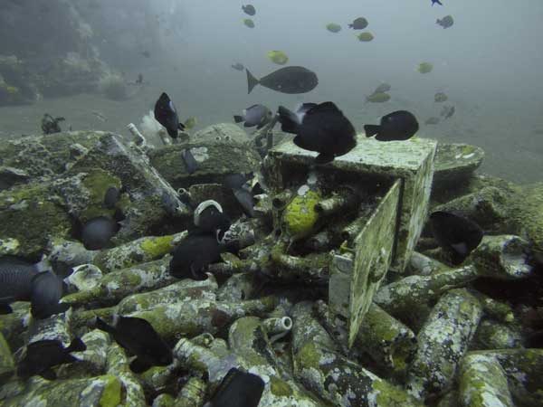Noisy Reef