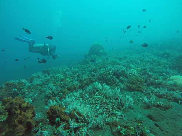 Noisy Reef