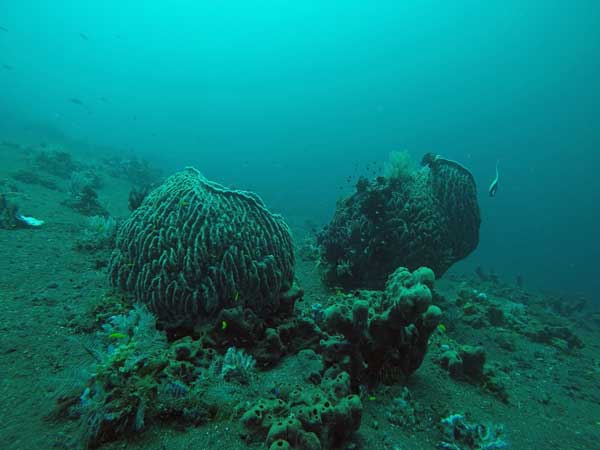 Noisy Reef