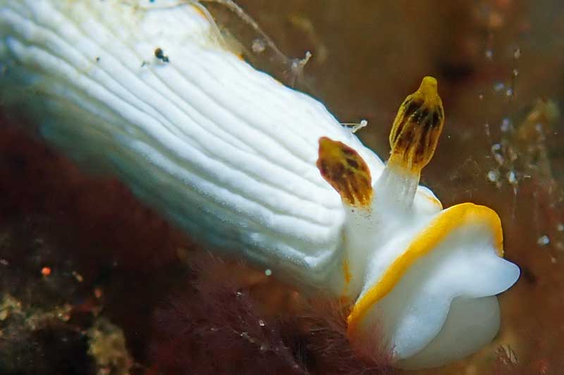Nusu