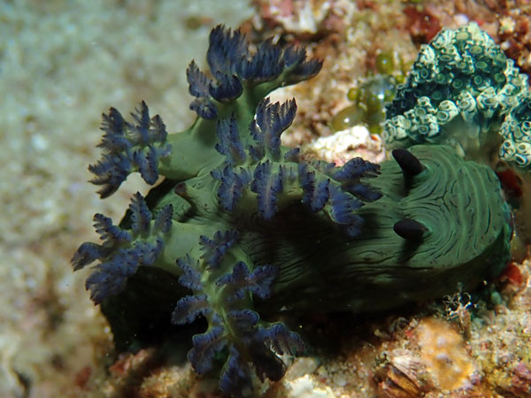 San Miguel Island