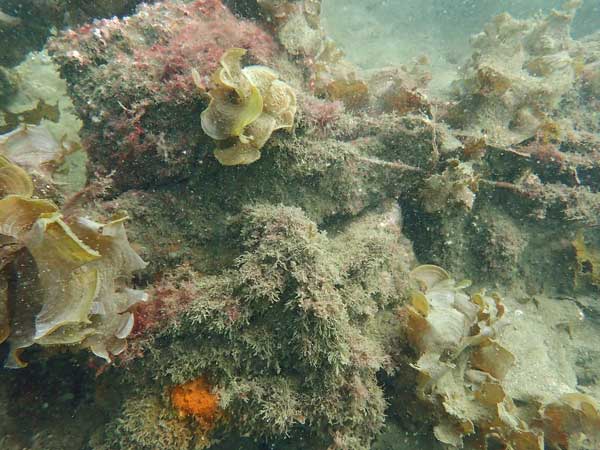 Parsley Bay