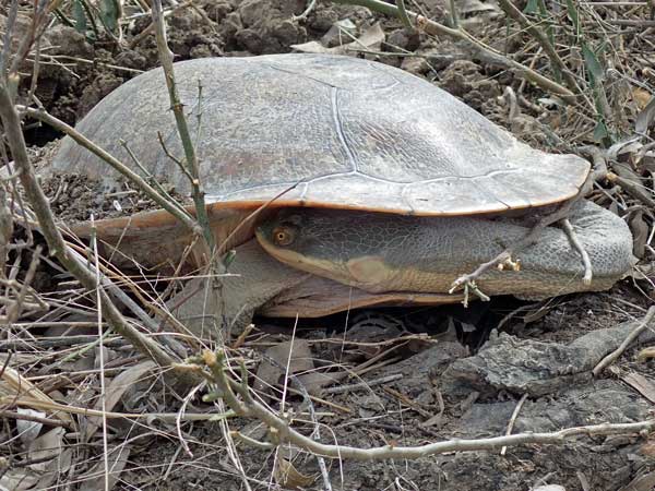 Pilliga