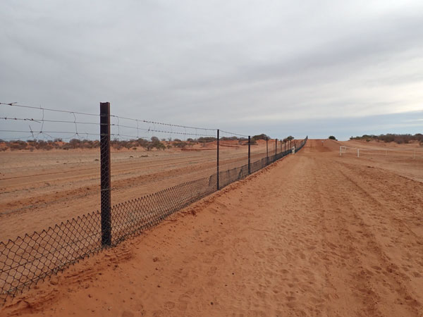 Dog Fence