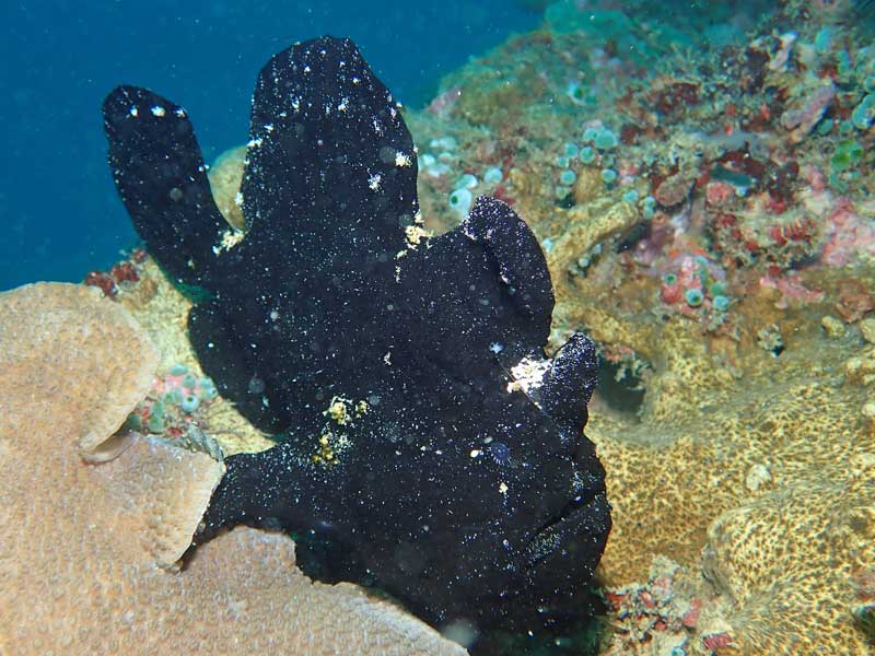 Sabang Wrecks