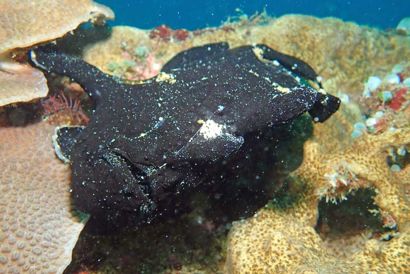 Sabang Wrecks