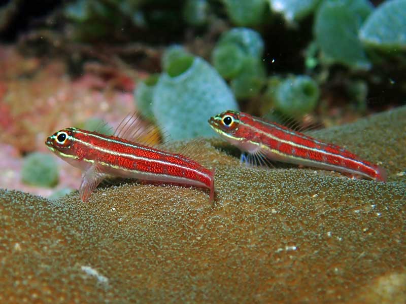 Sabang Wrecks