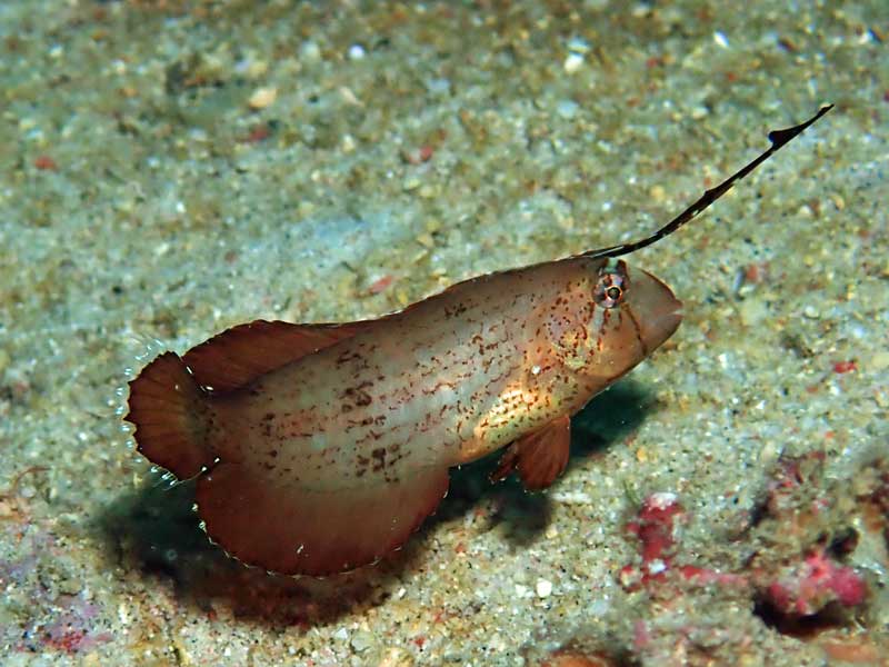 Sabang Wrecks