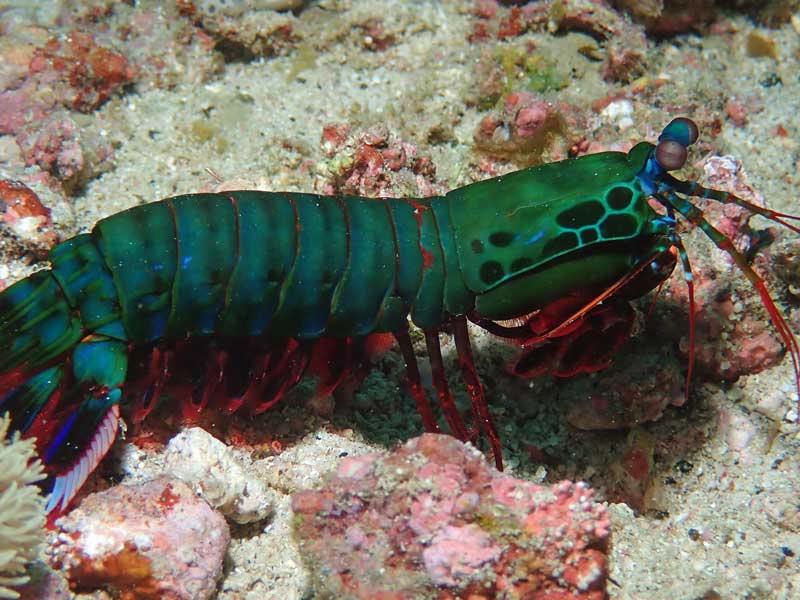 Sabang Wrecks
