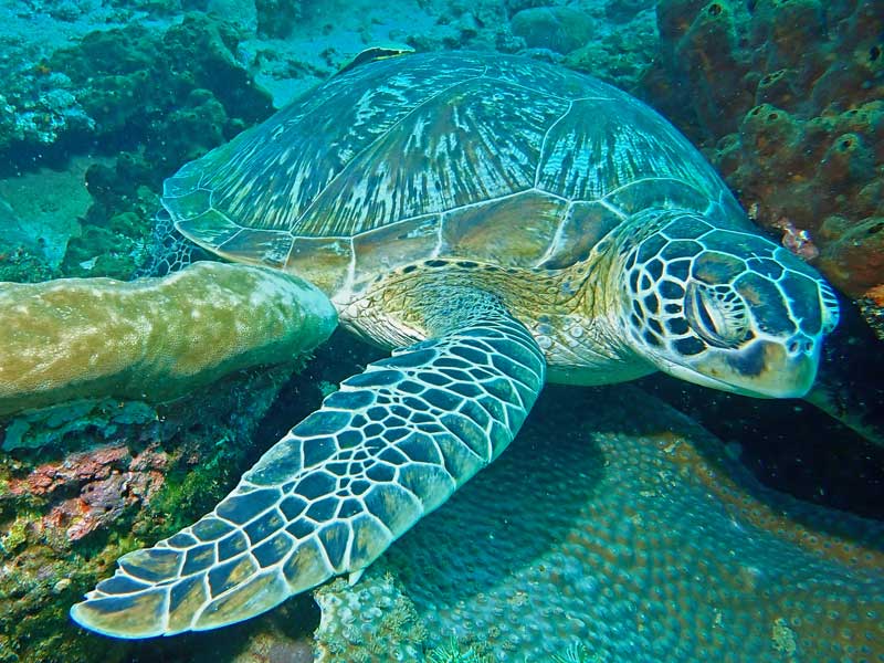 Sabang Wrecks