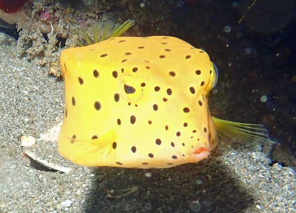 Sahara