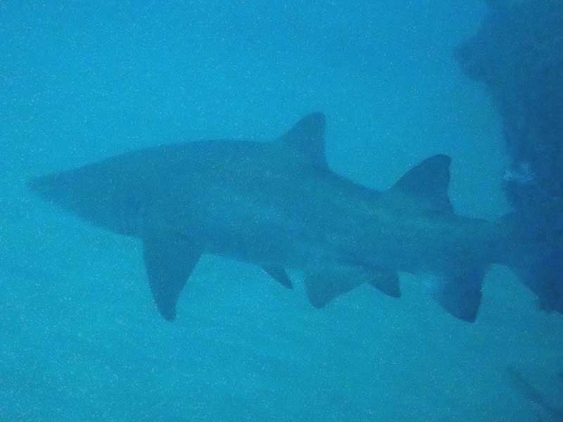 Grey nurse shark