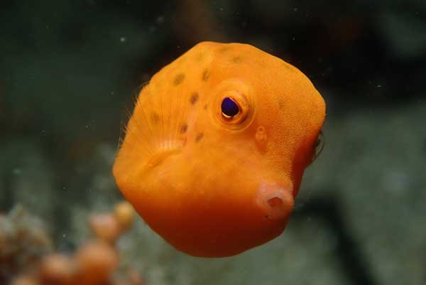 Eel
