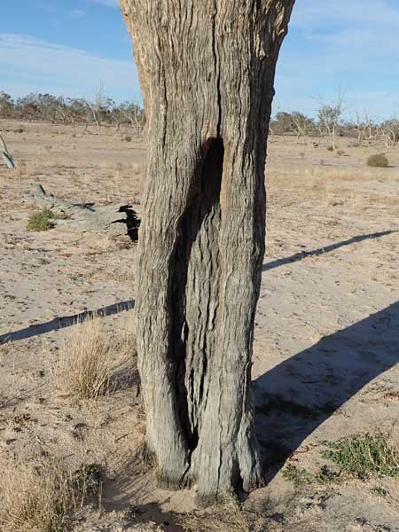 Sturt NP