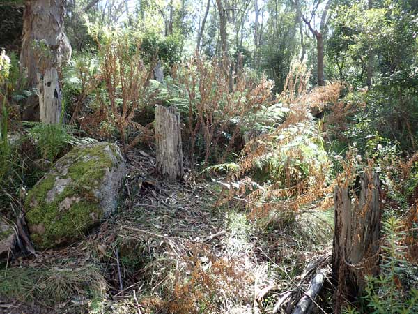 Tenterfield