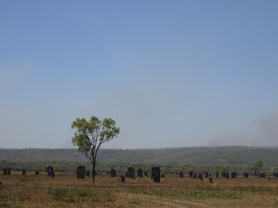 Termite Mound
