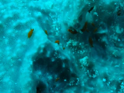Turtle Farm