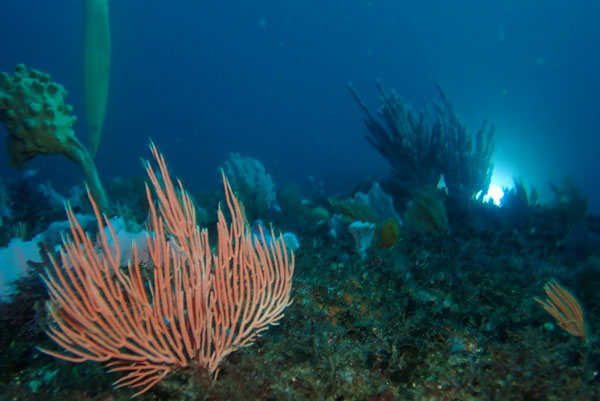Truck Tyre Reef