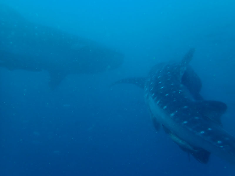 Manta Bowl