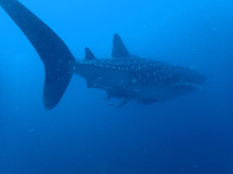 Manta Bowl