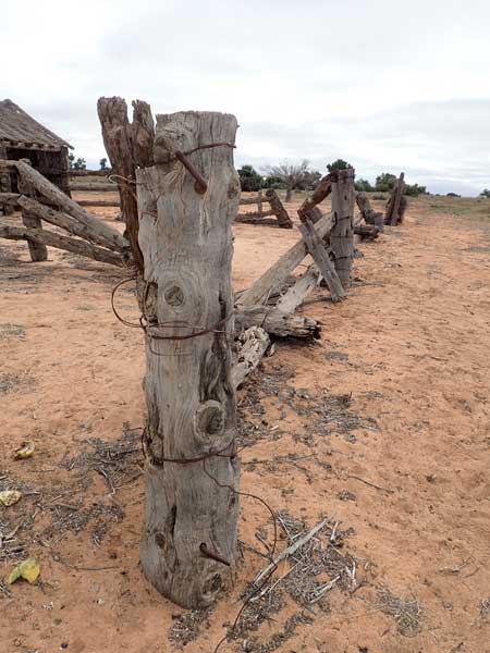 Mungo NP