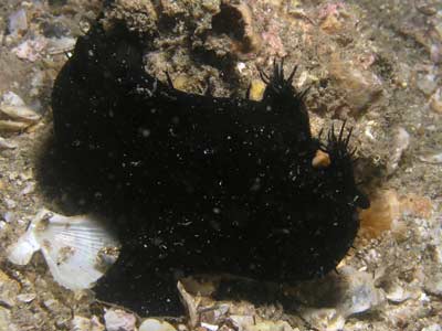 An anglerfish at Shiprock