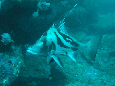 Long-snouted boarfish