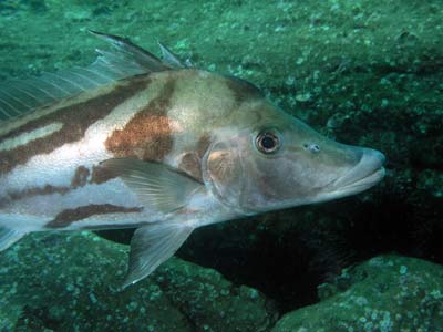 Boarfish