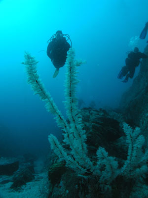 Black Coral Tree