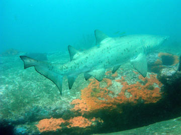 Grey nurse shark