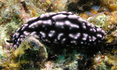 Elegant phyllidia