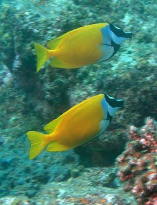 Yellow fish