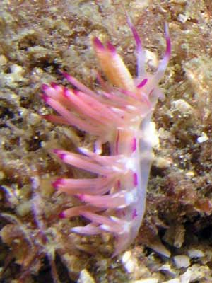Red lined flabellina