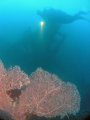 Kinugawa Maru gorgonia