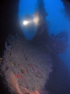 The prop of the Moa