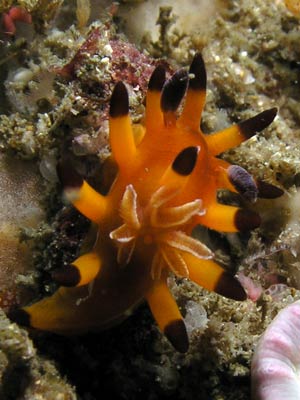 Orange Nudibranch