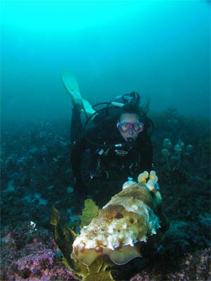 A cuttlefish at Pig Island
