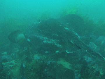A bullray at Pig Island