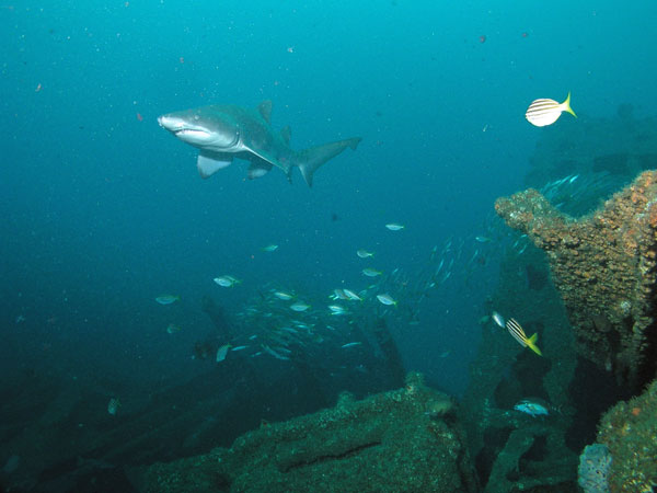 Grey nurse shark on Satara